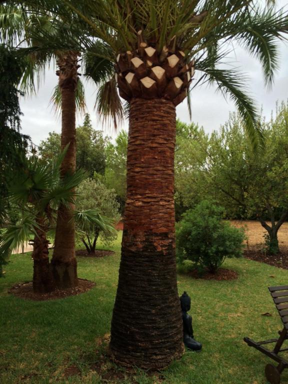 Jardí de Papallones Pollensa Exterior foto